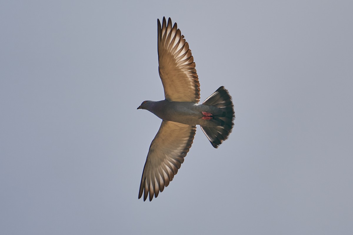 Rock Pigeon (Feral Pigeon) - ML230498001