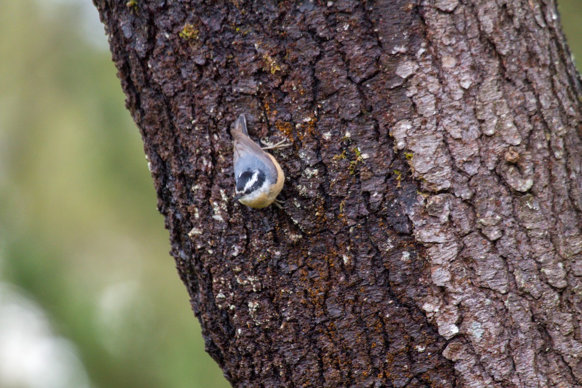 Red-breasted Nuthatch - ML230498041