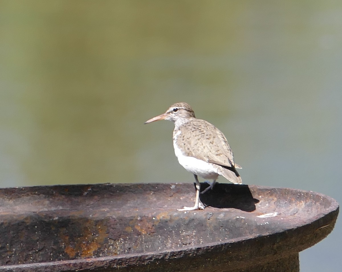 Spotted Sandpiper - ML230500091