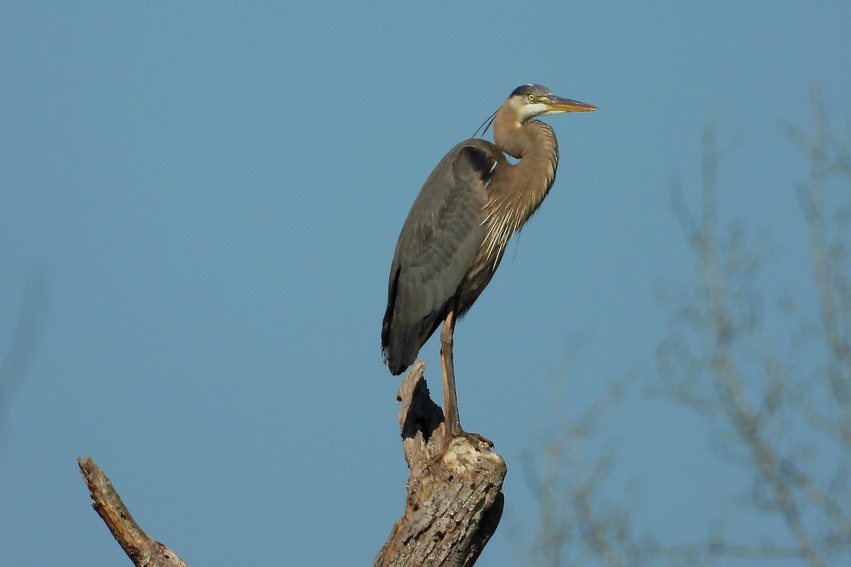 Garza Azulada - ML230501671