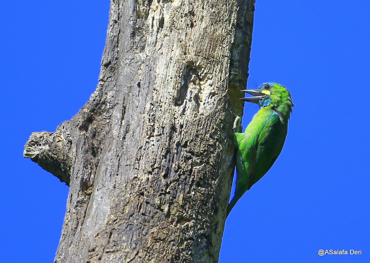 Yellow-eared Barbet - Fanis Theofanopoulos (ASalafa Deri) 🐐