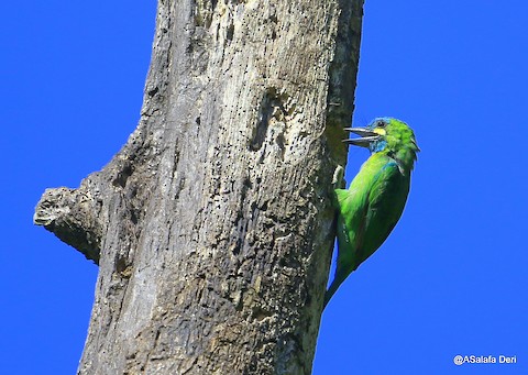 Photos - Yellow-eared Barbet - Psilopogon australis - Birds of the