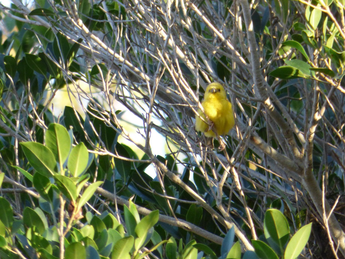 Sudan Golden Sparrow - ML230504591