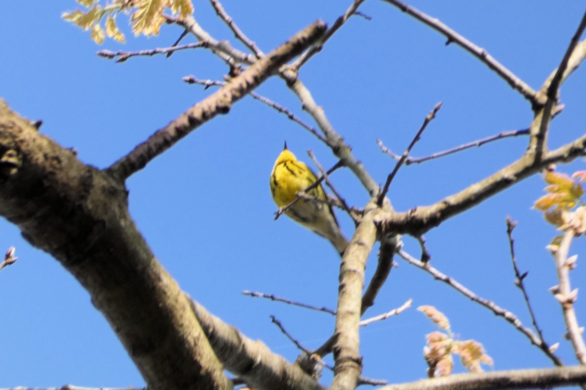 Magnolia Warbler - Nick Giordano