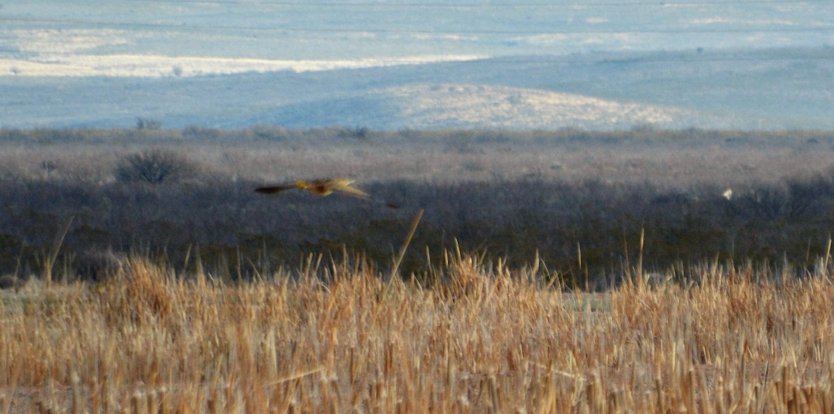 American Bittern - ML23050951