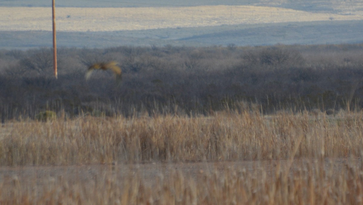 American Bittern - ML23050971