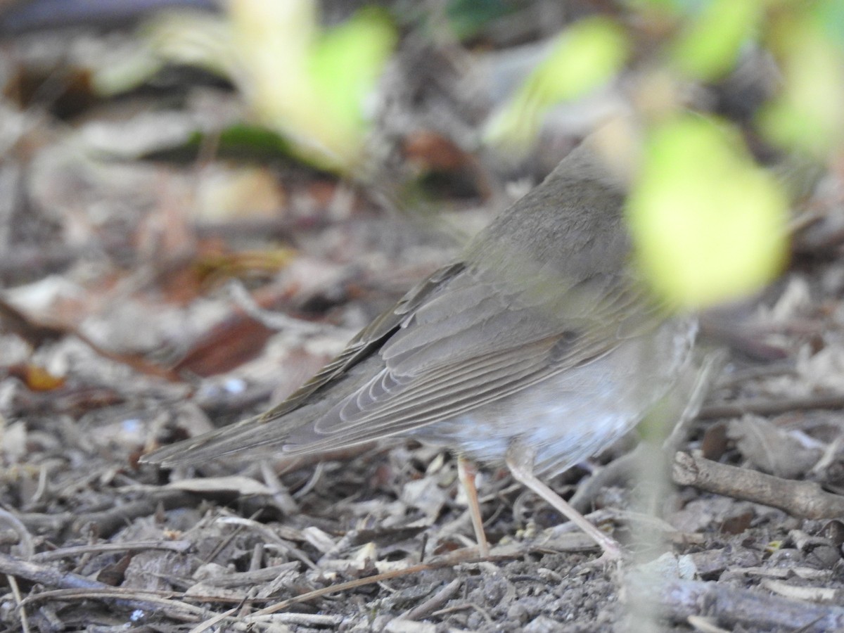 Swainson's Thrush - ML230512001