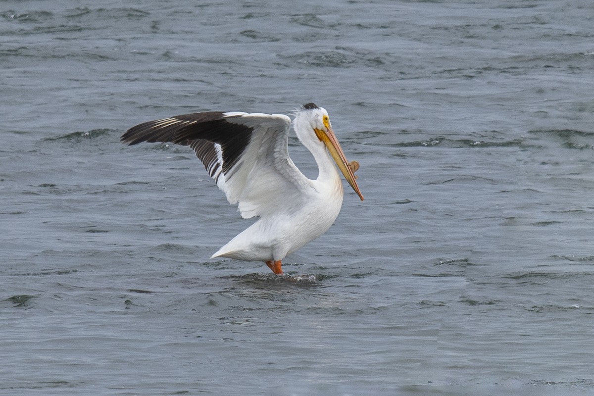 American White Pelican - ML230513331