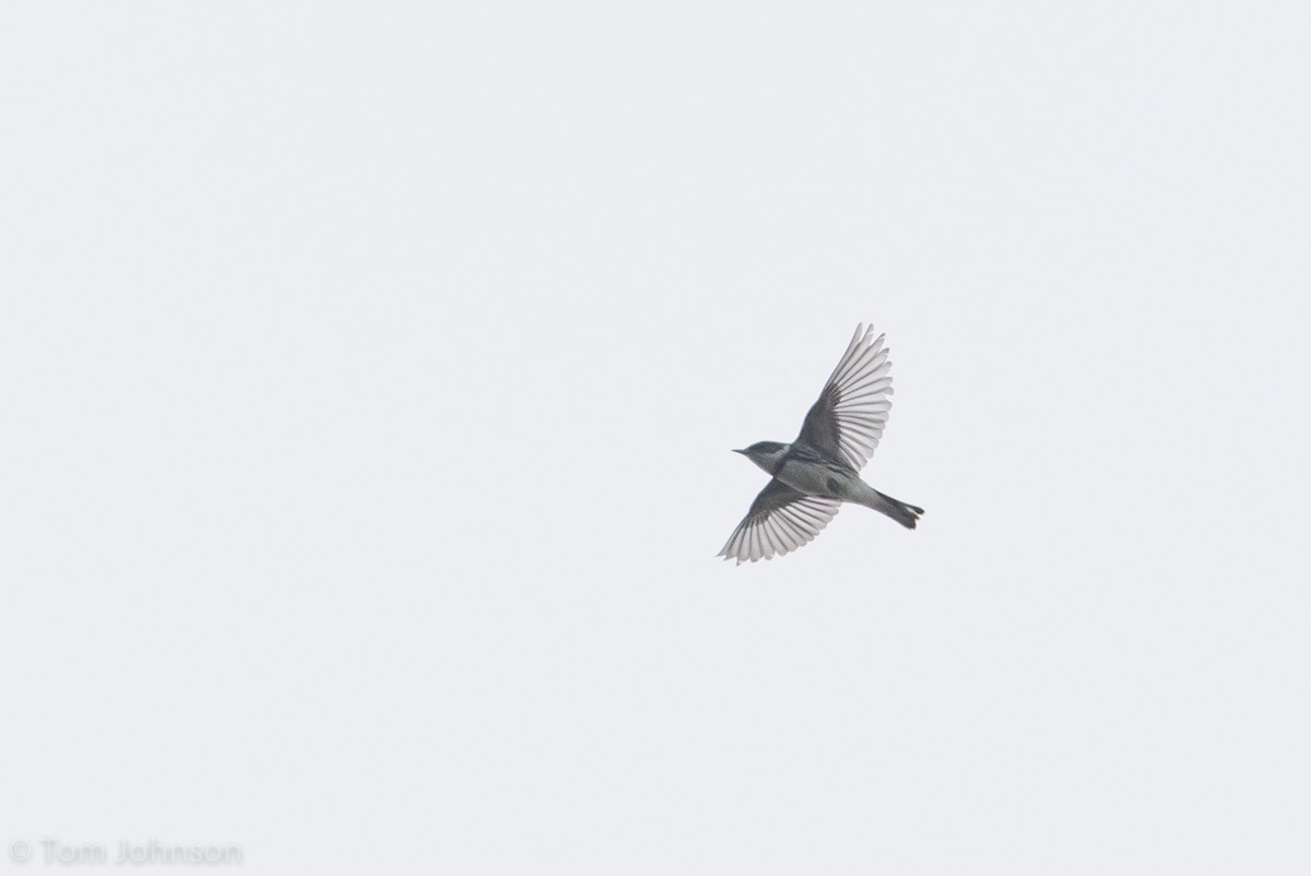 Cerulean Warbler - Tom Johnson