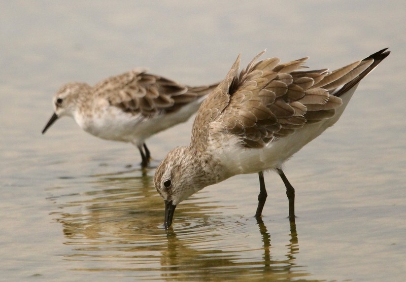 Curlew Sandpiper - ML230514481