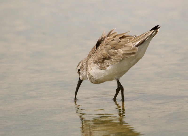 Curlew Sandpiper - ML230514511