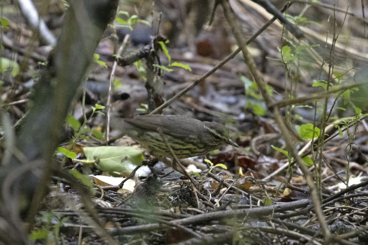 Northern Waterthrush - ML230517141