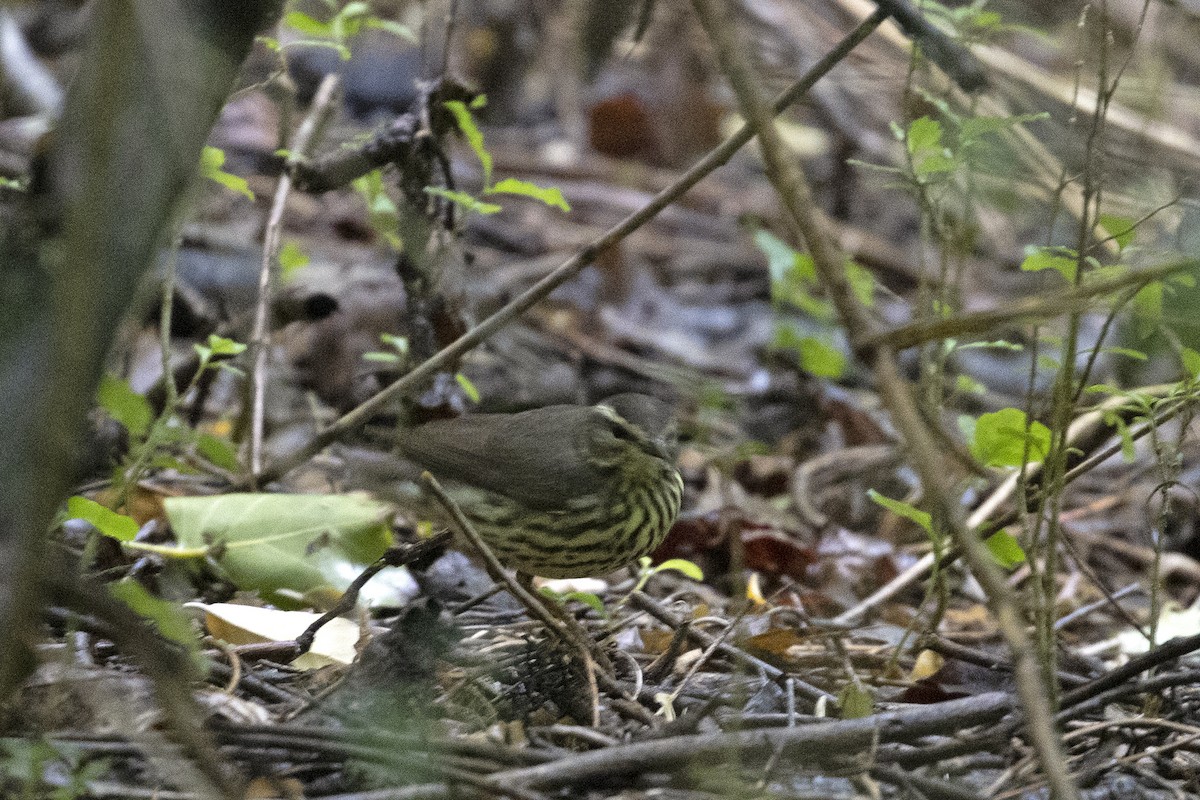 Northern Waterthrush - ML230517151