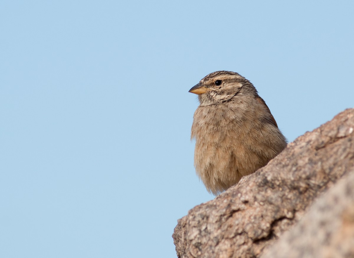 Striolated Bunting - ML230518301
