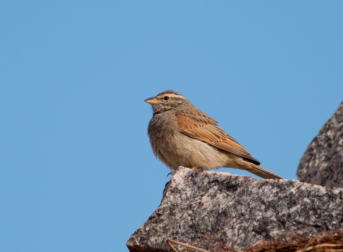 Striolated Bunting - ML230518361