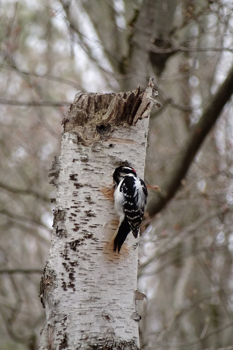 Hairy Woodpecker - Mark Dorriesfield