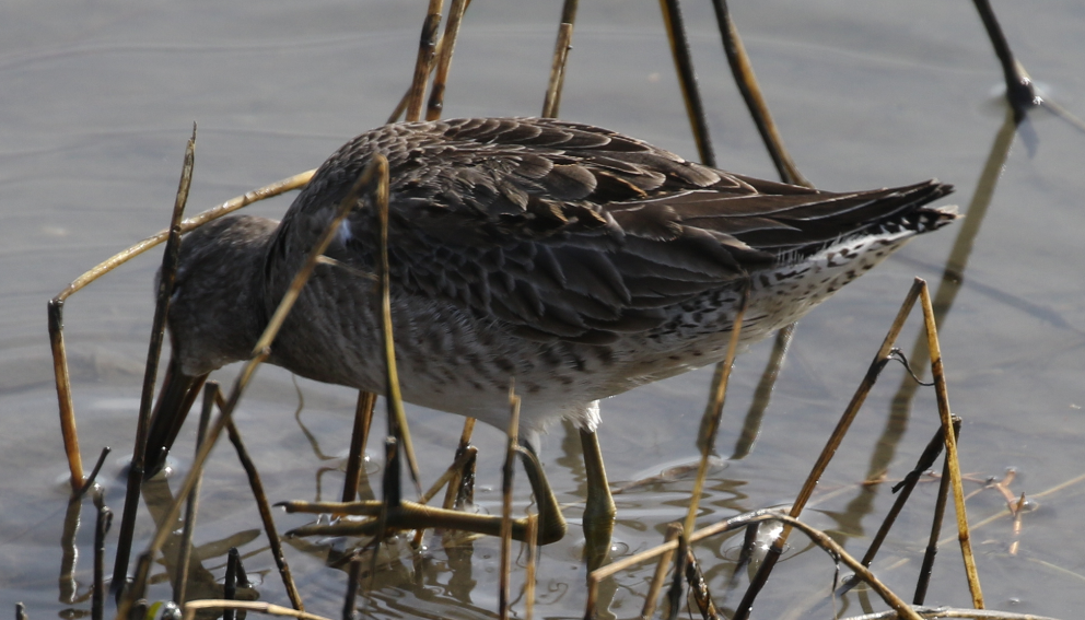 Long-billed Dowitcher - ML23052011