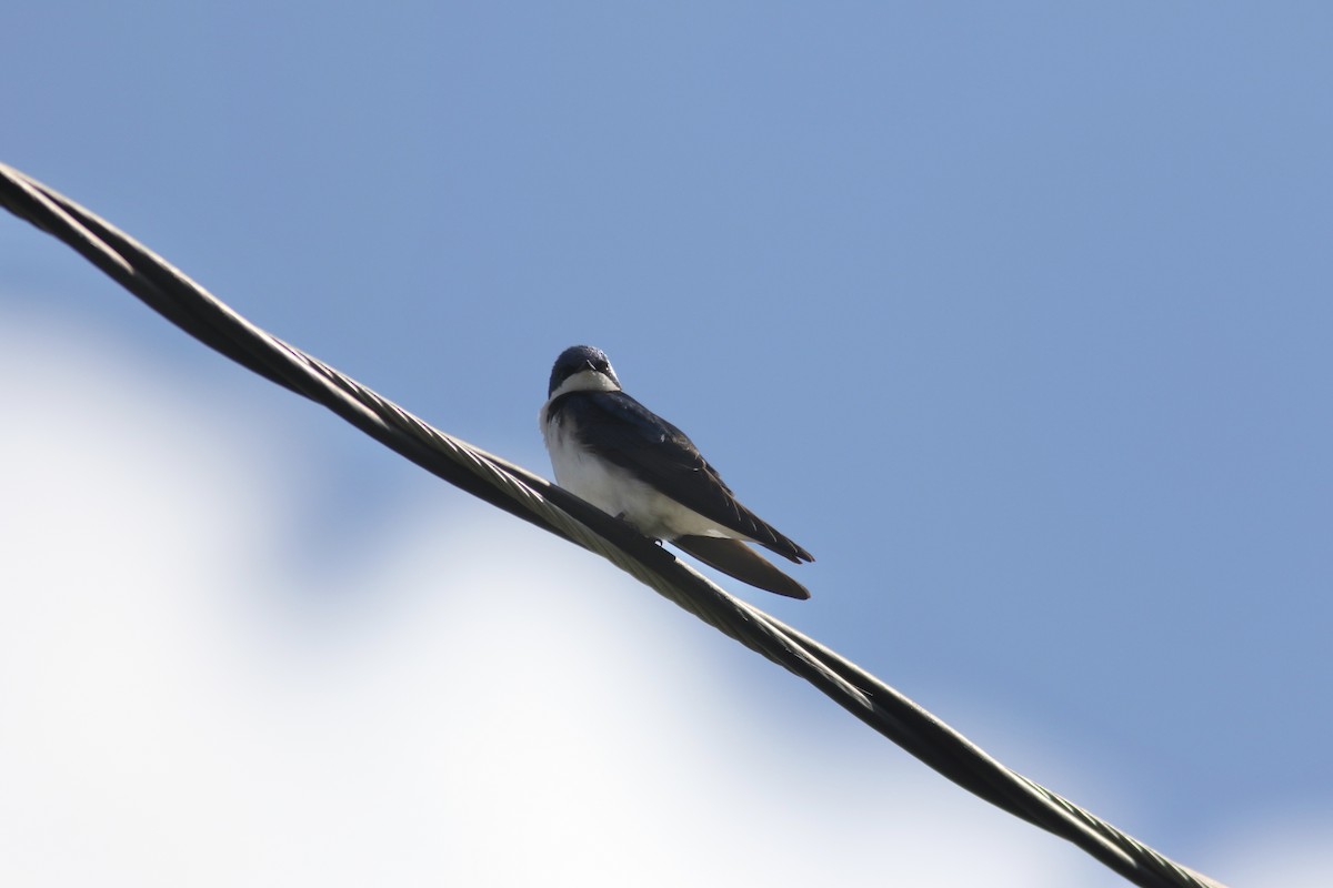 Tree Swallow - ML230523911