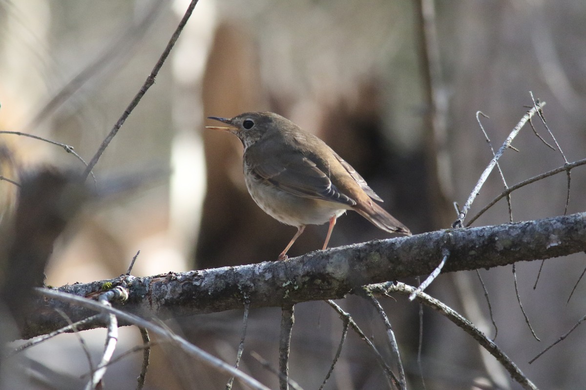 Hermit Thrush - ML230524151