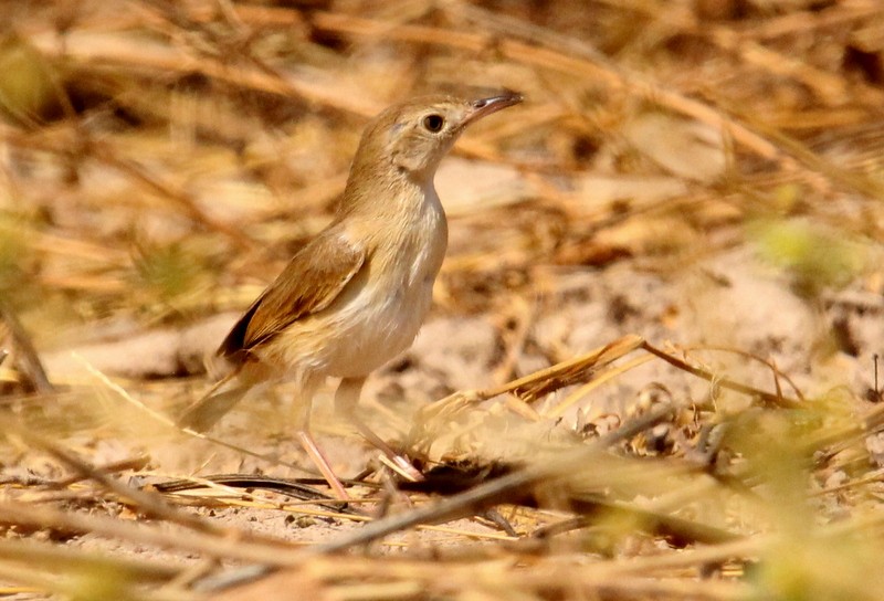 Rufous Cisticola - ML230526531