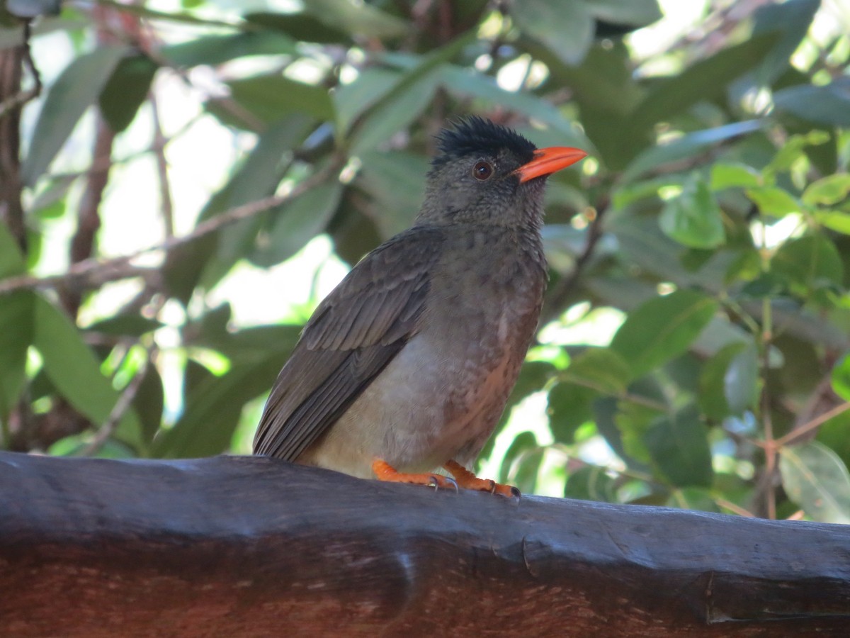 Seychelles Bulbul - ML230528551