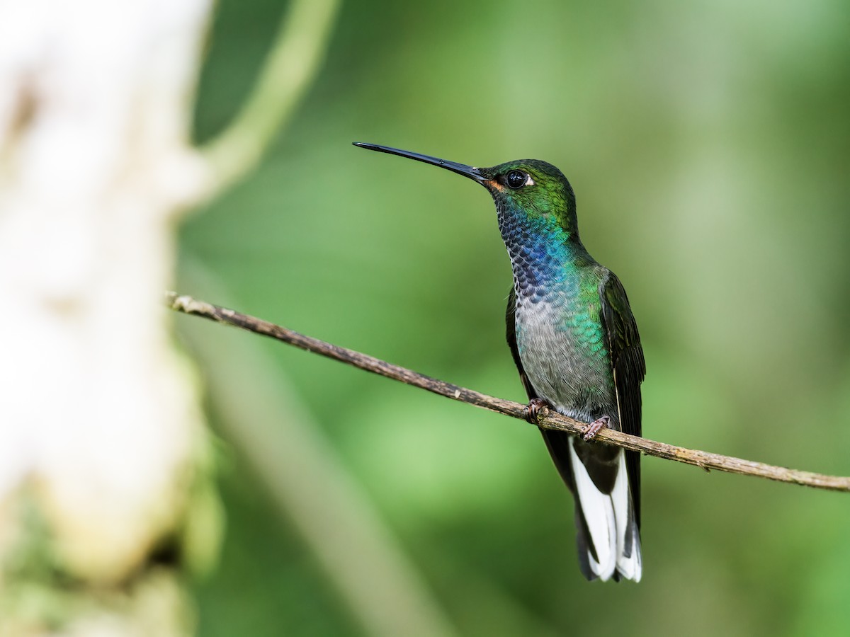 kolibřík zelenohřbetý - ML230530901