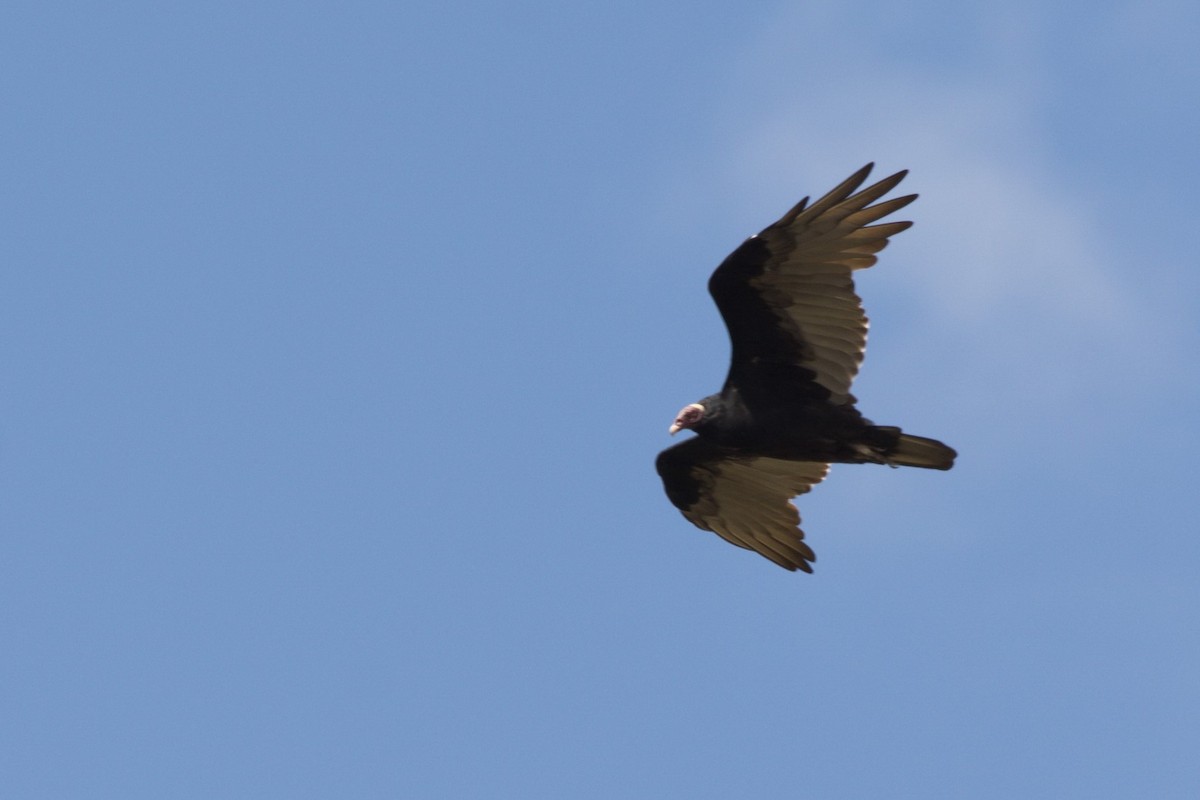 Turkey Vulture - ML230532061