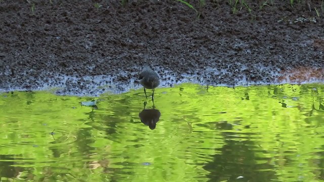 Solitary Sandpiper - ML230533831