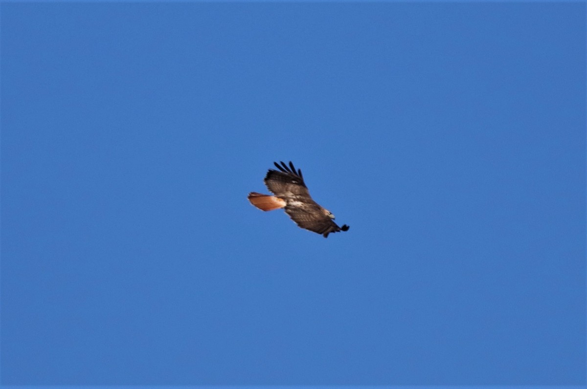 Red-tailed Hawk - ML230534541