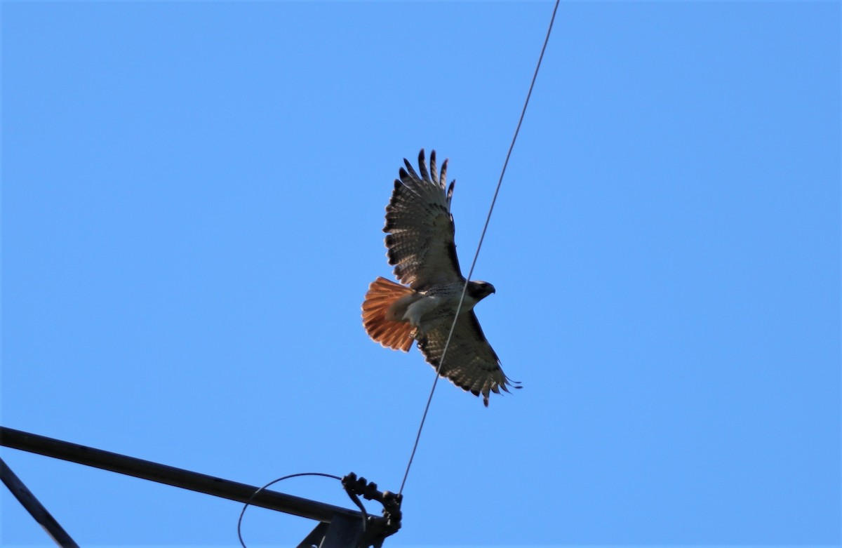 Red-tailed Hawk - ML230534561