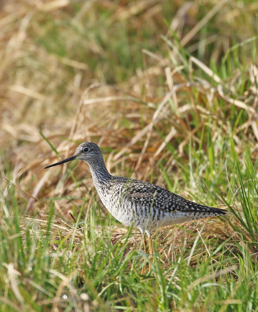 Greater Yellowlegs - ML230535521