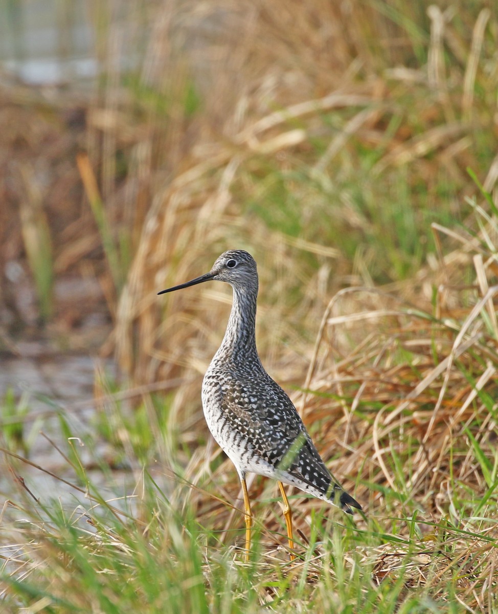 Greater Yellowlegs - ML230535531