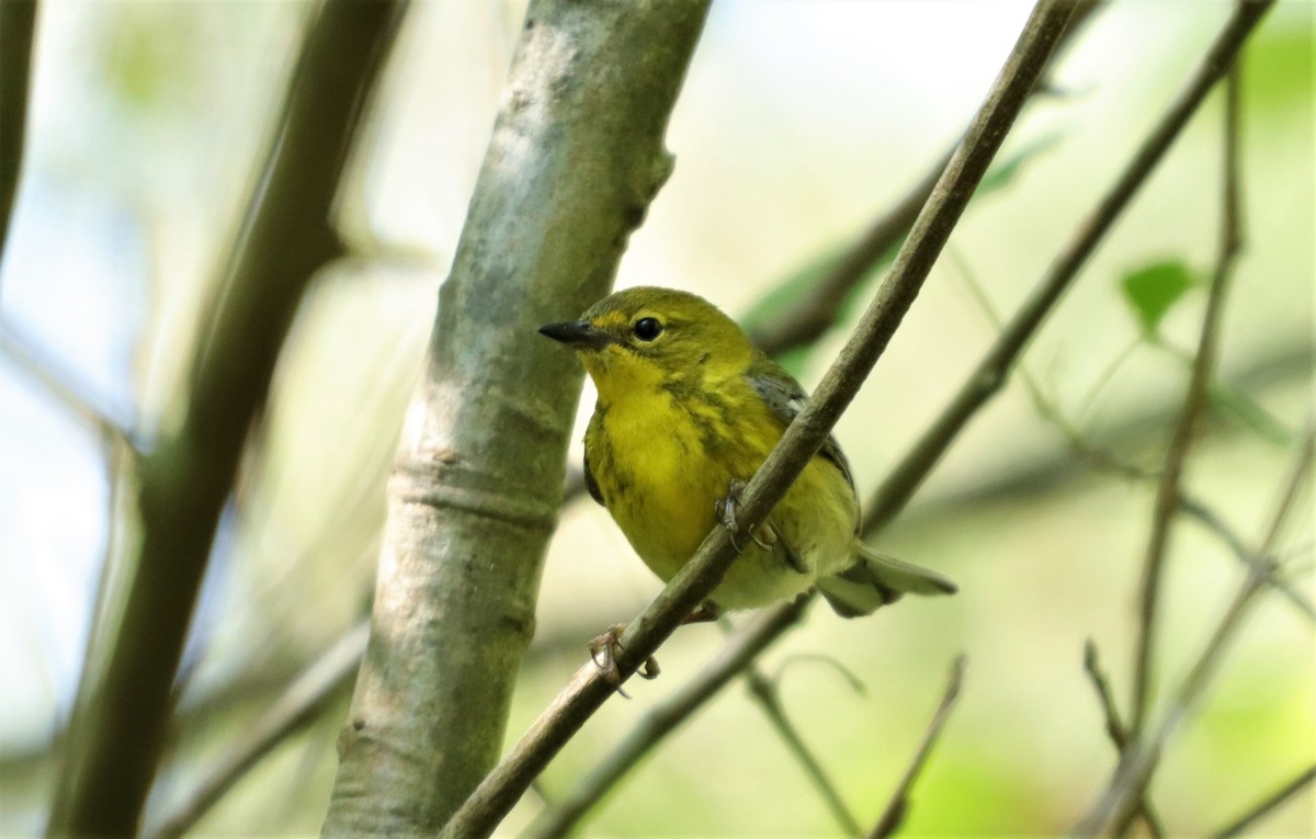 Pine Warbler - ML230535591