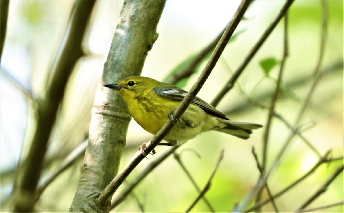 Pine Warbler - ML230535601