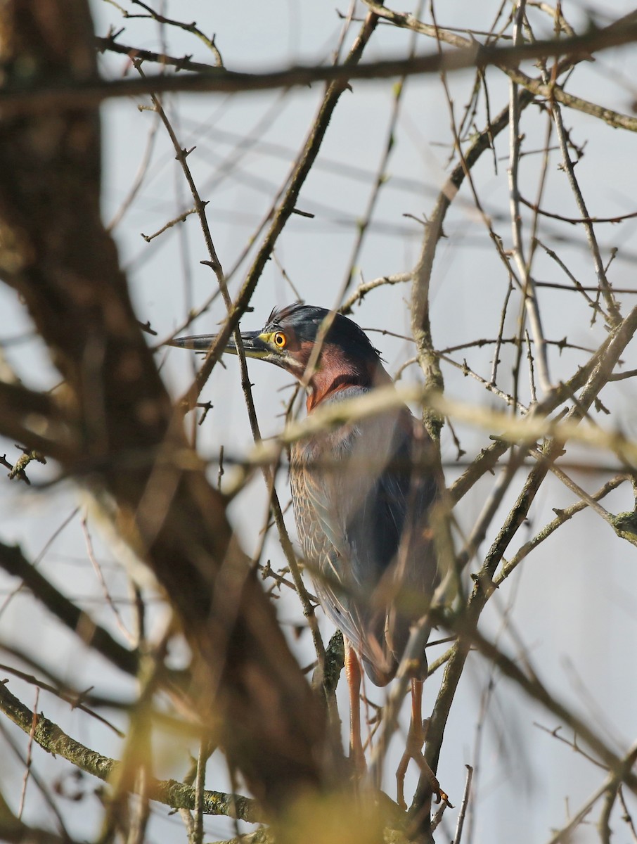 Green Heron - Elizabeth Brensinger