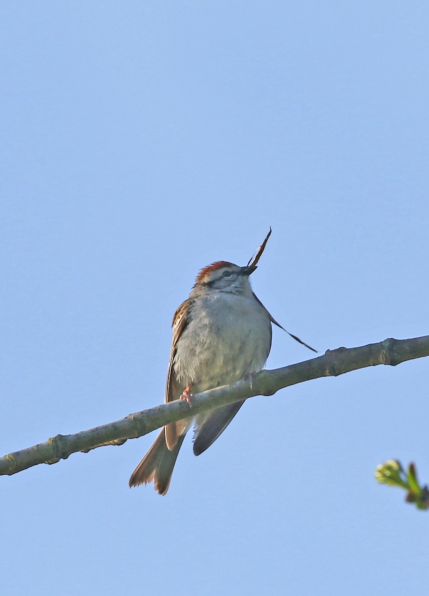 Chipping Sparrow - Elizabeth Brensinger