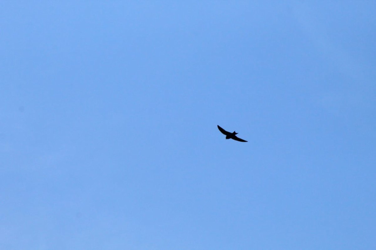 Purple Martin - ML230536321