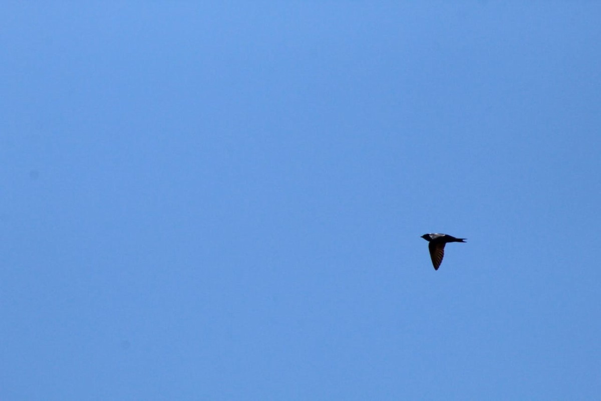 Purple Martin - ML230536381