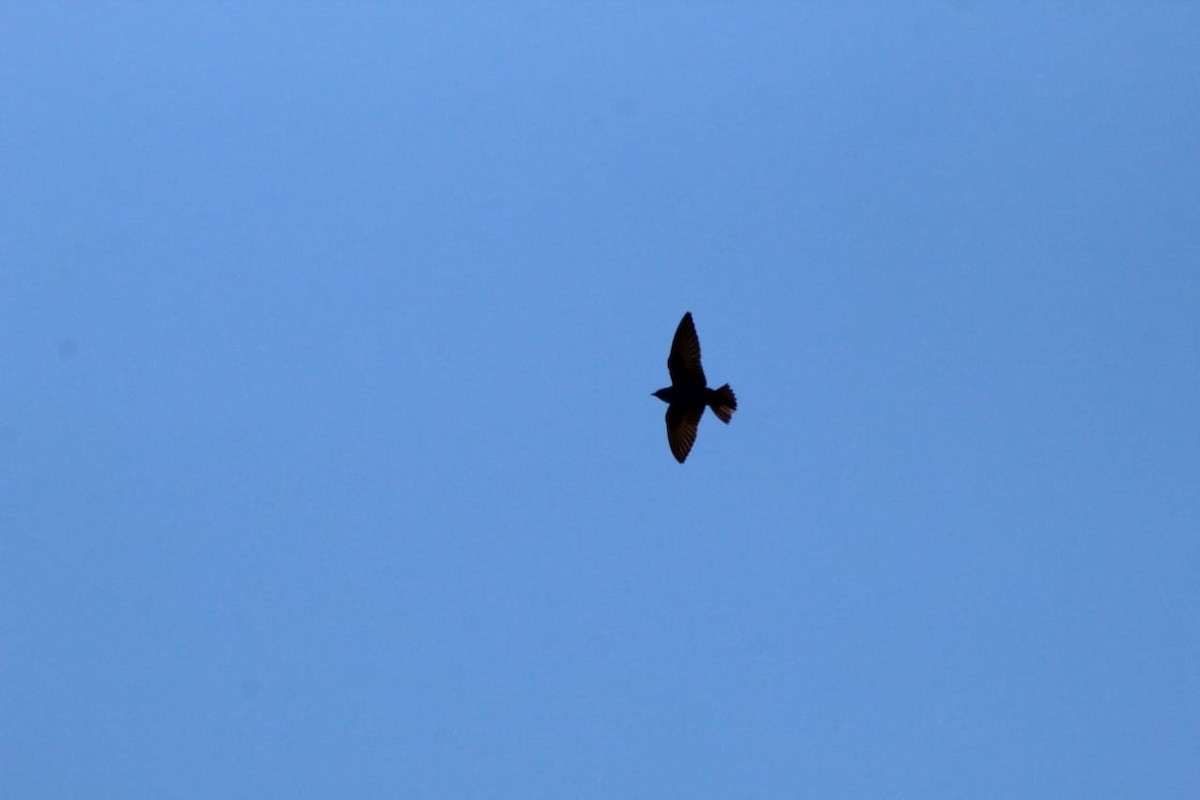 Purple Martin - ML230536451