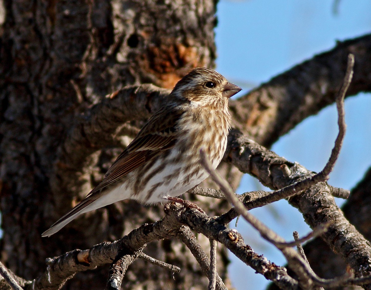 Purple Finch (Eastern) - ML23053811