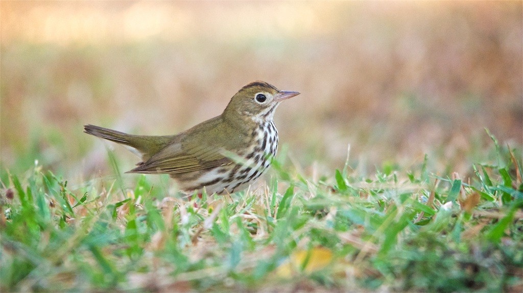 Ovenbird - ML230538411