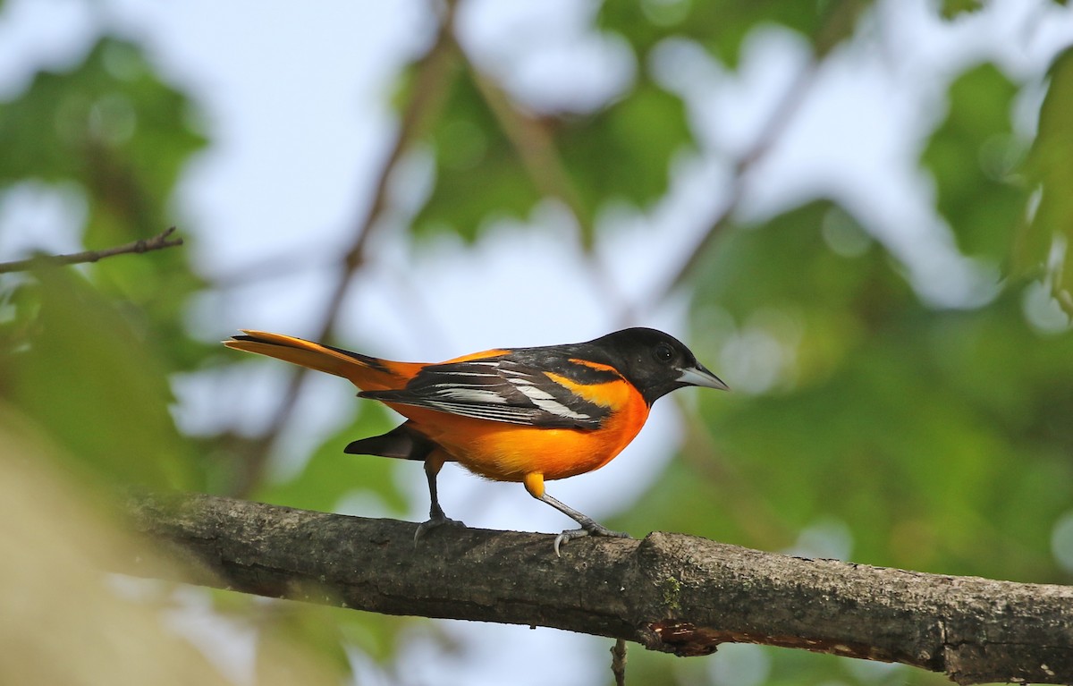 Baltimore Oriole - Elizabeth Brensinger