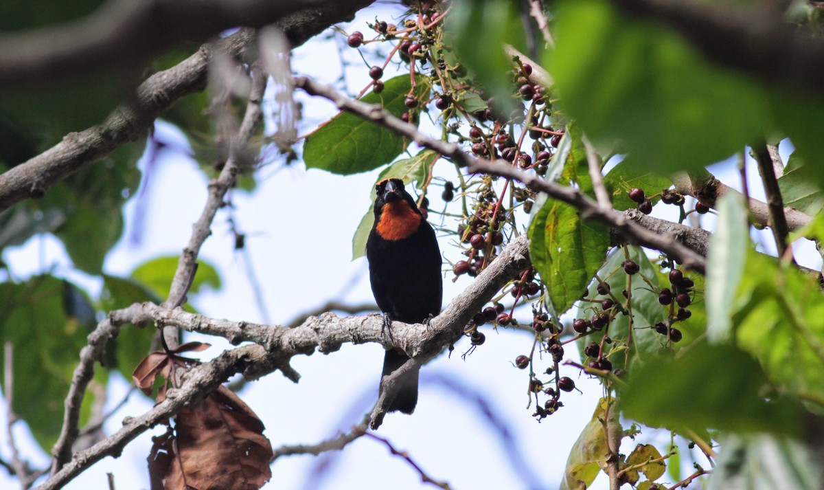 Puerto Rican Bullfinch - ML23053891