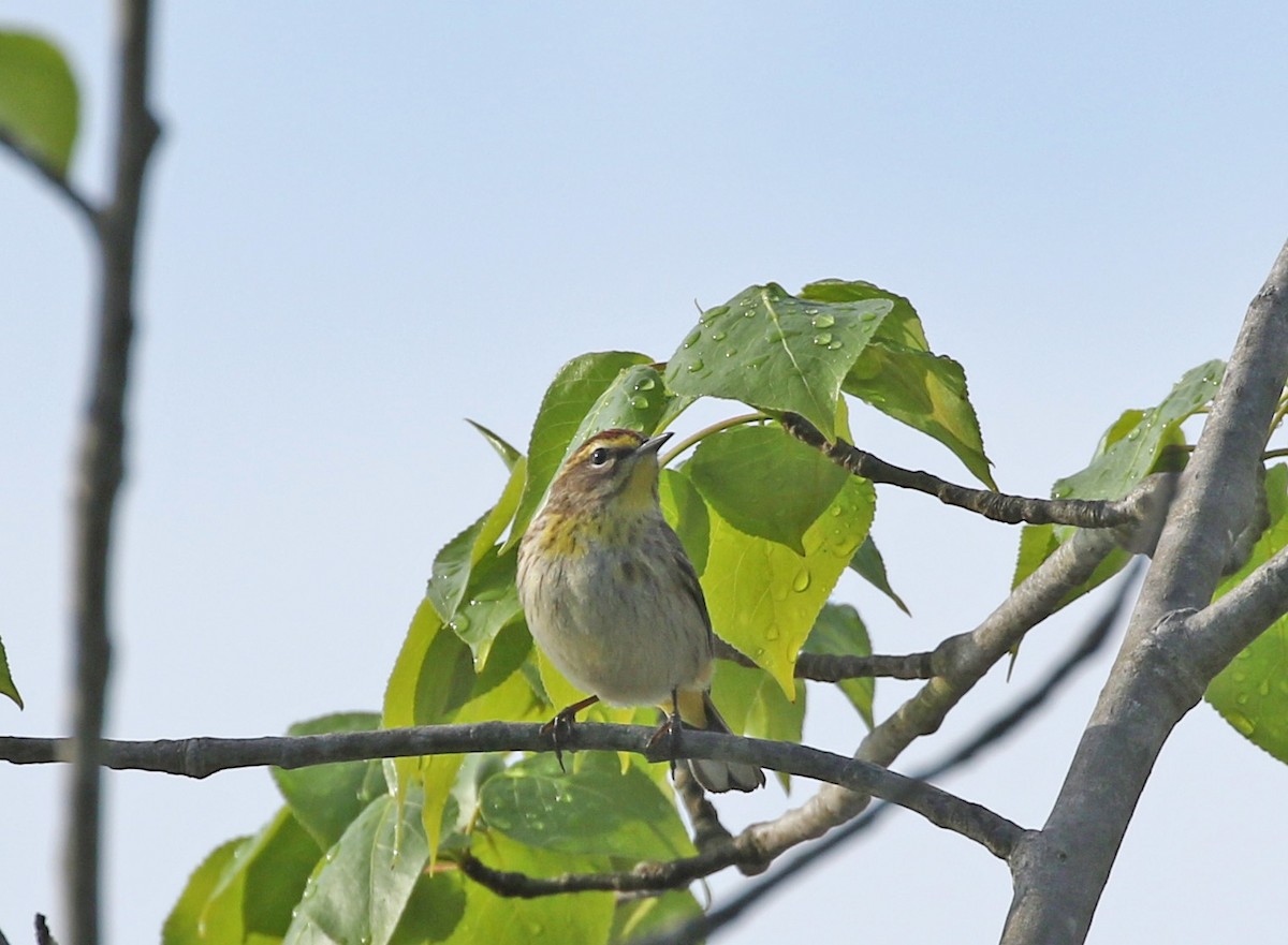 Palmenwaldsänger - ML230539211