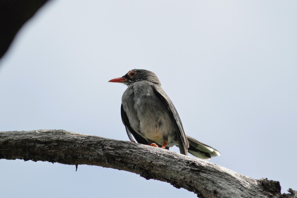 Red-legged Thrush - ML23053931