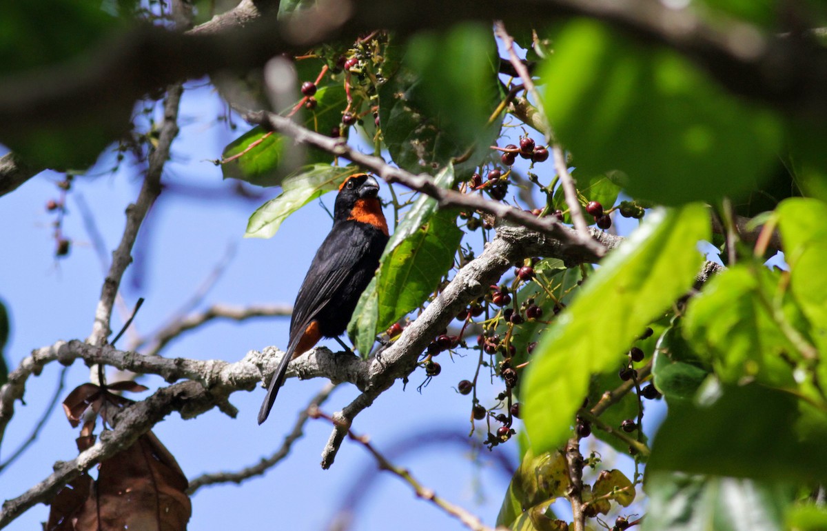 Puerto Rican Bullfinch - ML23053951