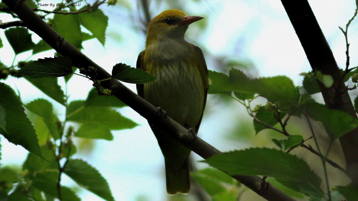 Eurasian Golden Oriole - ML230539641