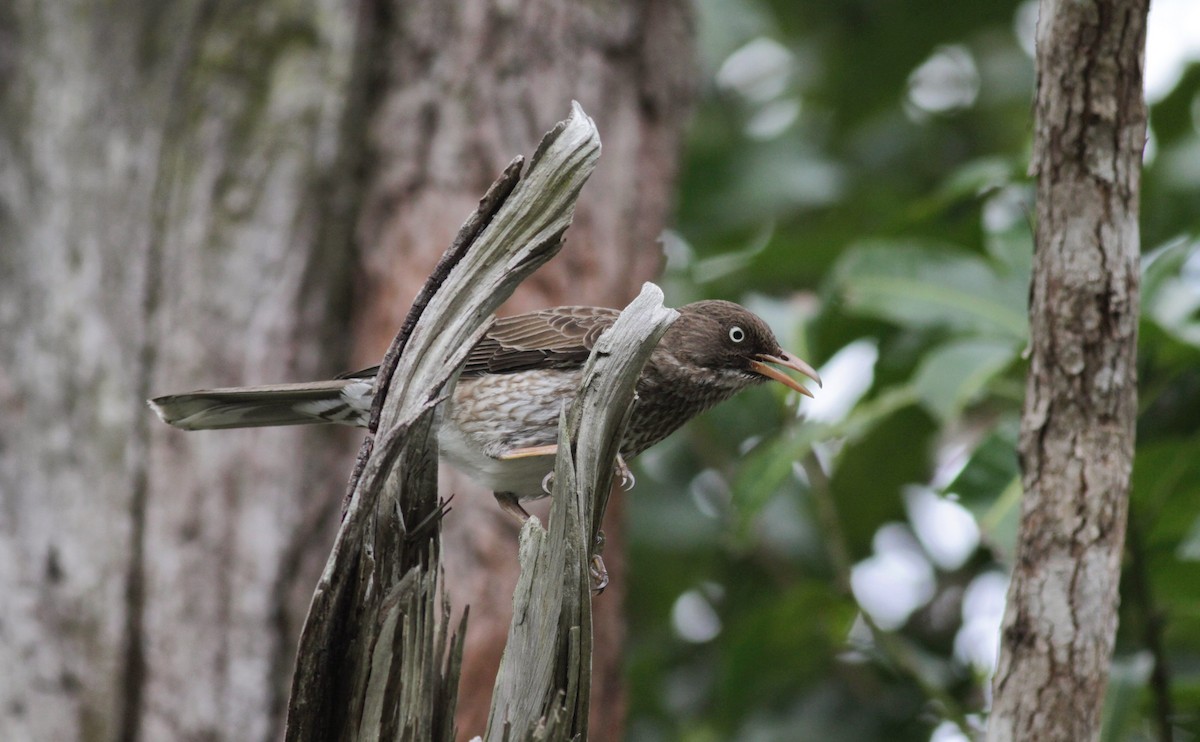 Pearly-eyed Thrasher - ML23054011