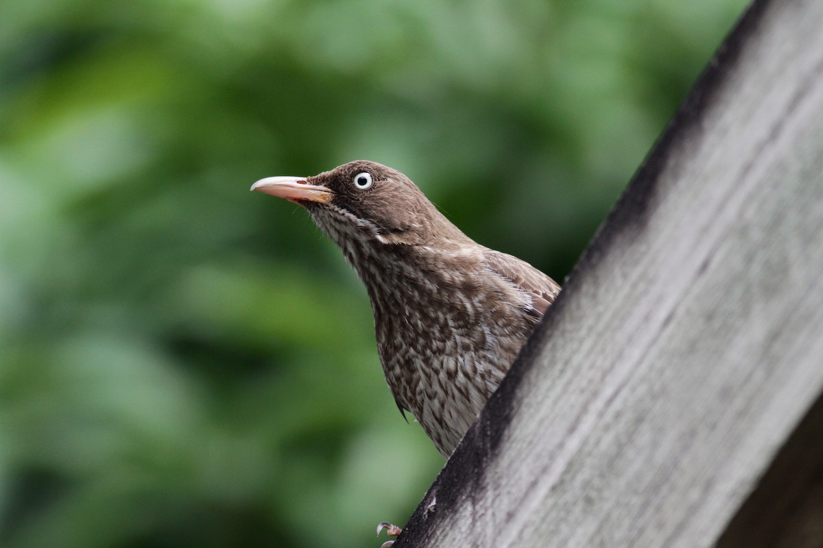 Pearly-eyed Thrasher - ML23054021