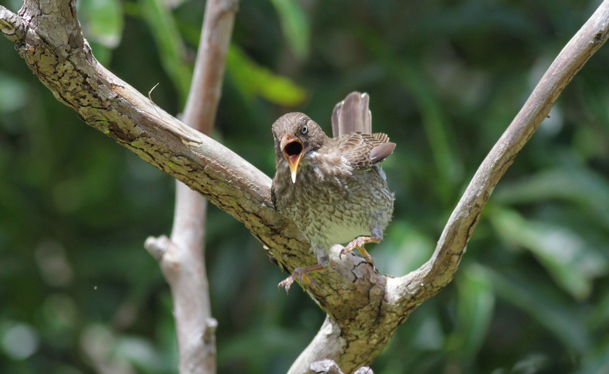 Pearly-eyed Thrasher - ML23054031